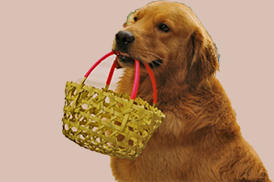 金毛犬訓練叼籃子教程