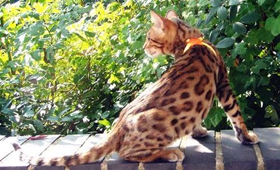 埃及貓身上有黑點(diǎn)怎么回事 貓咪身上有黑點(diǎn)解疑