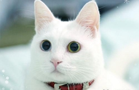 安哥拉貓?jiān)趺搭A(yù)防糖尿病 貓咪糖尿病預(yù)防方法