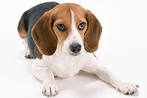 怎么訓(xùn)練狗趴下