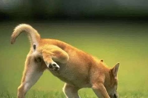 訓(xùn)練狗大小便方法