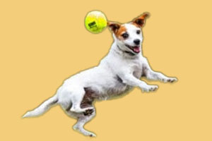 如何訓練狗叼東西