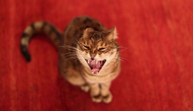 威爾斯貓怎么預(yù)防圓線蟲病 圓線蟲預(yù)防治療方法