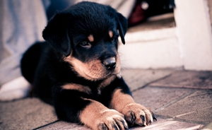 怎么訓練羅威納犬握手 羅威納犬握手訓練