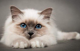 巴厘貓眼睛紅腫糜爛怎么治療 眼睛紅腫糜爛治療方法