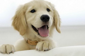 金毛犬怎么訓(xùn)練上廁所