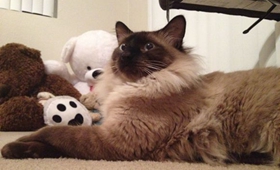 巴厘貓貓鼻支怎么治 貓鼻支治療方法介紹