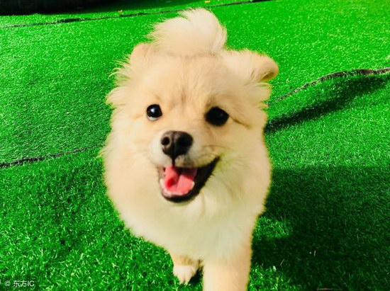 狗狗不吃東西怎么辦