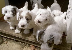 錫利哈姆梗壞習(xí)慣怎么糾正 錫利哈姆梗壞習(xí)慣糾正技巧