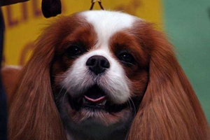 英國玩具獵鷸犬響片訓(xùn)練是什么