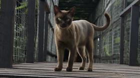 緬甸貓腸胃不好怎么辦 緬甸貓腸胃不好解決辦法