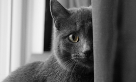 科拉特貓打噴嚏吃什么藥 科拉特貓打噴嚏解決辦法