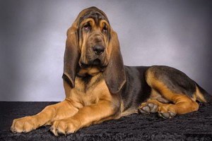 尋血獵犬拉稀怎么辦 尋血獵犬拉肚子解決方法