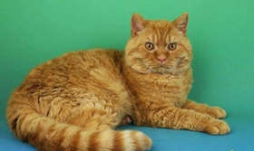 塞爾凱克卷毛貓得了貓癬如何治療