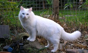 土耳其梵貓乳腺腫瘤如何治 乳腺治療方法