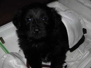 平毛尋回犬壞習(xí)慣怎么糾正 平毛尋回獵犬壞習(xí)慣糾正技巧