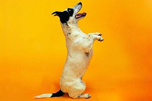 怎么訓練狗狗做恭喜