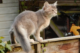 索馬里貓生病怎么辦 索馬里貓生病照顧注意事項(xiàng)