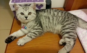 美國短尾貓睡覺抽搐怎么回事 美國短尾貓睡覺抽搐原因