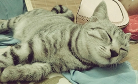 美國(guó)短尾貓口水多怎么辦 美國(guó)短尾貓口水多治療方法