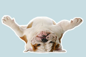 怎么訓(xùn)練狗裝死