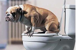 怎樣訓(xùn)練狗狗大小便