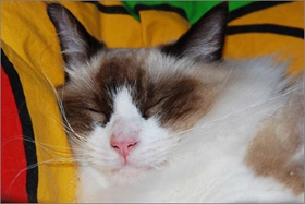 伯曼貓臍疝是什么 臍疝發(fā)病原因介紹