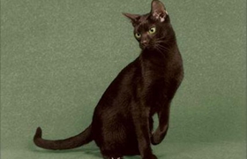 哈瓦那棕貓生病吃什么 哈瓦那貓生病飲食推薦