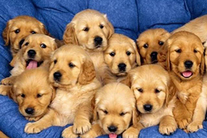 金毛犬怎么訓(xùn)練坐下