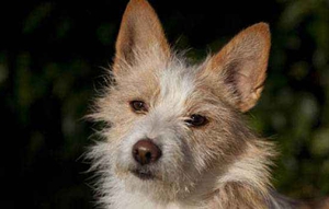 葡萄牙波登可犬有多動癥怎么辦 多動癥治療方法