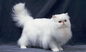 土耳其梵貓子宮蓄膿有什么癥狀 子宮蓄膿癥狀介紹