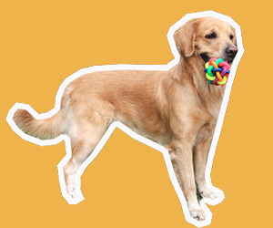 金毛犬怎么訓(xùn)練叼東西