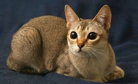 新加坡貓感冒如何治療 新加坡貓感冒治療方法