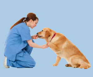 金毛犬怎么訓(xùn)練握手