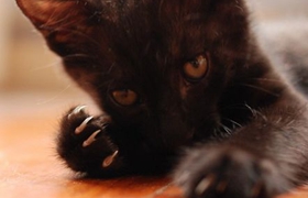 孟買貓便秘吃什么 孟買貓便秘飲食推薦