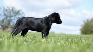 拉布拉多亂吠叫怎么糾正 拉布拉多停止亂吠叫糾正方法