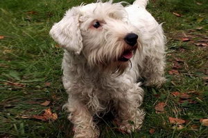 怎么訓(xùn)練錫利哈姆梗站立 錫利哈姆梗站立訓(xùn)練心得