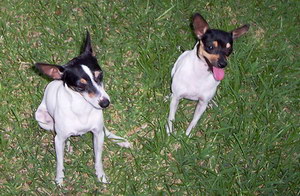 玩具獵狐梗感冒吃什么藥好 玩具獵狐梗感冒癥狀及治療方法