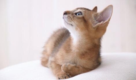 阿比西尼亞貓長(zhǎng)虱子怎么辦 阿比西尼亞貓長(zhǎng)虱子解決辦法