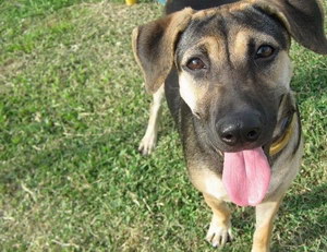 法國(guó)狼犬拉稀怎么處理 法國(guó)狼犬拉肚子解決方法