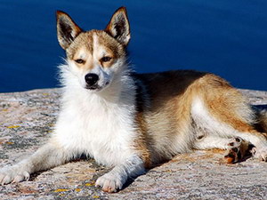 挪威倫德獵犬壞習慣怎么糾正 挪威倫德獵犬壞習慣糾正技巧