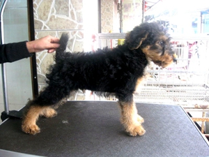 萬(wàn)能?？人杂刑翟趺崔k 咳嗽治療方法