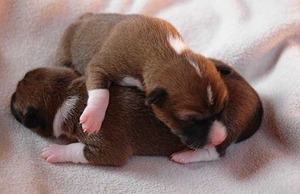 巴仙吉犬細(xì)小病毒怎么預(yù)防 犬細(xì)小病毒預(yù)防方法