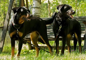 法國狼犬感冒怎么治療 法國狼犬感冒治療方法