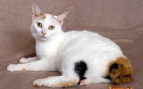 日本短尾貓抽搐怎么辦 日本短尾貓抽搐原因介紹