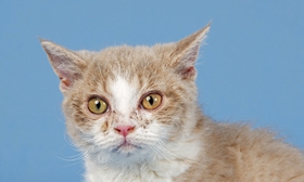 塞爾凱克卷毛貓得了垂體腫瘤怎么辦