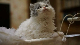 塞爾凱克卷毛貓干嘔怎么辦 幾種導(dǎo)致貓咪容易干嘔