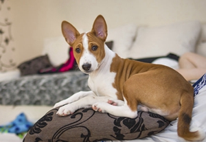 巴仙吉犬咳嗽怎么辦 巴仙吉犬咳嗽治療方法