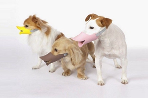 如何訓(xùn)練狗不亂叫