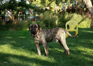 加納利犬抽筋怎么辦 西班牙加納利犬痙攣解決方法